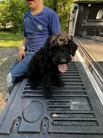 Royce – AKC Solid Black Male Standard Poodle, a male Poodle - Standard  for sale in Calhoun, GA – Photo 3 of 7