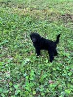 Royce – AKC Solid Black Male Standard Poodle, a male Poodle - Standard  for sale in Calhoun, GA – Photo 7 of 7