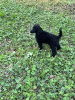 Royce – AKC Solid Black Male Standard Poodle, a male Poodle - Standard  for sale in Calhoun, GA – Photo 5 of 7