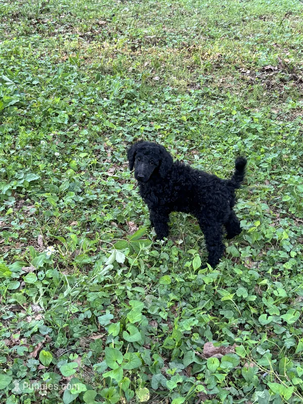 Royce – AKC Solid Black Male Standard Poodle – Poodle - Standard  puppy for sale in Calhoun, GA