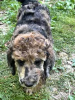 Chevy – AKC Sable Merle Female Standard Poodle, a female Poodle - Standard  for sale in Calhoun, GA – Photo 3 of 8