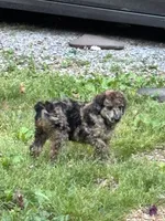 Chevy – AKC Sable Merle Female Standard Poodle, a female Poodle - Standard  for sale in Calhoun, GA – Photo 2 of 8