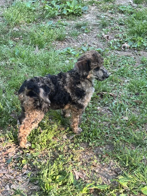 Chevy – AKC Sable Merle Female Standard Poodle – Poodle - Standard  puppy for sale in Calhoun, GA