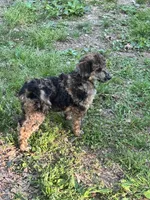 Chevy – AKC Sable Merle Female Standard Poodle, a female Poodle - Standard  for sale in Calhoun, GA – Photo 1 of 8