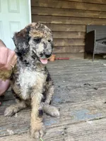 Chevy – AKC Sable Merle Female Standard Poodle, a female Poodle - Standard  for sale in Calhoun, GA – Photo 7 of 8