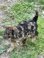 Chevy – AKC Sable Merle Female Standard Poodle, a female Poodle - Standard  for sale in Calhoun, GA – Photo 5 of 8