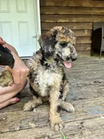 Chevy – AKC Sable Merle Female Standard Poodle, a female Poodle - Standard  for sale in Calhoun, GA – Photo 8 of 8