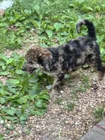 Chevy – AKC Sable Merle Female Standard Poodle, a female Poodle - Standard  for sale in Calhoun, GA – Photo 6 of 8