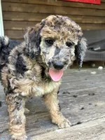 Chevy – AKC Sable Merle Female Standard Poodle, a female Poodle - Standard  for sale in Calhoun, GA – Photo 4 of 8