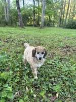 Lexi – AKC Sable Female Standard Poodle, a female Poodle - Standard  for sale in Calhoun, GA – Photo 7 of 9