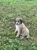 Lexi – AKC Sable Female Standard Poodle, a female Poodle - Standard  for sale in Calhoun, GA – Photo 2 of 9