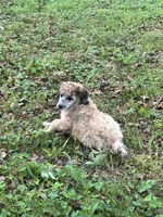 Lexi – AKC Sable Female Standard Poodle, a female Poodle - Standard  for sale in Calhoun, GA – Photo 3 of 9
