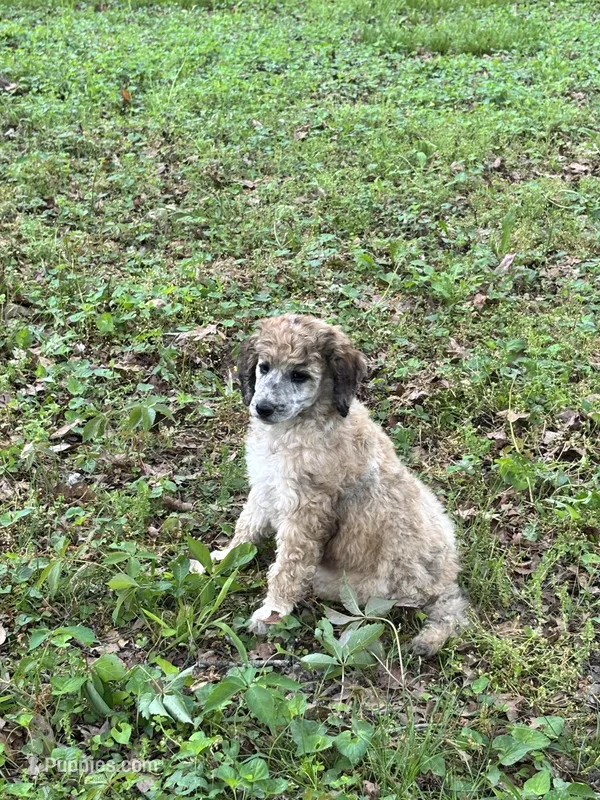 Lexi – AKC Sable Female Standard Poodle – Poodle - Standard  puppy for sale in Calhoun, GA
