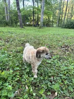 Lexi – AKC Sable Female Standard Poodle, a female Poodle - Standard  for sale in Calhoun, GA – Photo 5 of 9