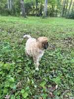 Lexi – AKC Sable Female Standard Poodle, a female Poodle - Standard  for sale in Calhoun, GA – Photo 6 of 9