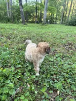 Lexi – AKC Sable Female Standard Poodle, a female Poodle - Standard  for sale in Calhoun, GA – Photo 8 of 9