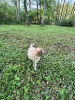 Lexi – AKC Sable Female Standard Poodle, a female Poodle - Standard  for sale in Calhoun, GA – Photo 4 of 9