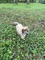 Lexi – AKC Sable Female Standard Poodle, a female Poodle - Standard  for sale in Calhoun, GA – Photo 9 of 9