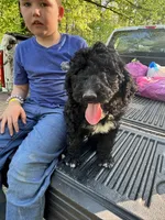 Bentley – AKC Black Abstract Male Standard Poodle , a male Poodle - Standard  for sale in Calhoun, GA – Photo 2 of 7
