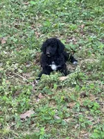 Bentley – AKC Black Abstract Male Standard Poodle , a male Poodle - Standard  for sale in Calhoun, GA – Photo 4 of 7