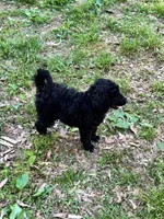 Bentley – AKC Black Abstract Male Standard Poodle , a male Poodle - Standard  for sale in Calhoun, GA – Photo 7 of 7