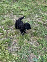 Bentley – AKC Black Abstract Male Standard Poodle , a male Poodle - Standard  for sale in Calhoun, GA – Photo 5 of 7