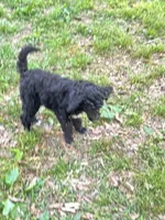 Bentley – AKC Black Abstract Male Standard Poodle , a male Poodle - Standard  for sale in Calhoun, GA – Photo 6 of 7