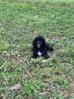 Bentley – AKC Black Abstract Male Standard Poodle , a male Poodle - Standard  for sale in Calhoun, GA – Photo 3 of 7
