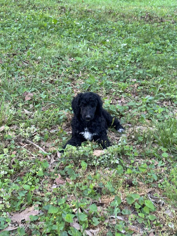 Bentley – AKC Black Abstract Male Standard Poodle  – Poodle - Standard  puppy for sale in Calhoun, GA