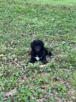 Bentley – AKC Black Abstract Male Standard Poodle , a male Poodle - Standard  for sale in Calhoun, GA – Photo 1 of 7