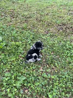 Raury – AKC Blue Merle Male Standard Poodle, a male Poodle - Standard  for sale in Calhoun, GA – Photo 7 of 7