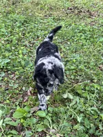 Raury – AKC Blue Merle Male Standard Poodle, a male Poodle - Standard  for sale in Calhoun, GA – Photo 3 of 7