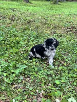 Raury – AKC Blue Merle Male Standard Poodle, a male Poodle - Standard  for sale in Calhoun, GA – Photo 4 of 7