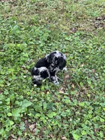Raury – AKC Blue Merle Male Standard Poodle, a male Poodle - Standard  for sale in Calhoun, GA – Photo 6 of 7