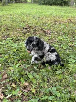 Raury – AKC Blue Merle Male Standard Poodle, a male Poodle - Standard  for sale in Calhoun, GA – Photo 5 of 7