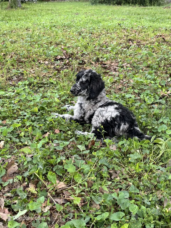 Raury – AKC Blue Merle Male Standard Poodle – Poodle - Standard  puppy for sale in Calhoun, GA