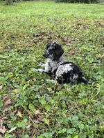 Raury – AKC Blue Merle Male Standard Poodle, a male Poodle - Standard  for sale in Calhoun, GA – Photo 1 of 7