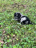 Raury – AKC Blue Merle Male Standard Poodle, a male Poodle - Standard  for sale in Calhoun, GA – Photo 2 of 7