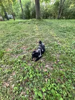 Porcsha – AKC Blue Merle Female Standard Poodle, a female Poodle - Standard  for sale in Calhoun, GA – Photo 3 of 7