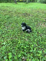 Porcsha – AKC Blue Merle Female Standard Poodle, a female Poodle - Standard  for sale in Calhoun, GA – Photo 7 of 7