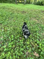 Porcsha – AKC Blue Merle Female Standard Poodle, a female Poodle - Standard  for sale in Calhoun, GA – Photo 4 of 7