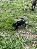 Porcsha – AKC Blue Merle Female Standard Poodle, a female Poodle - Standard  for sale in Calhoun, GA – Photo 2 of 7