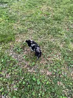 Porcsha – AKC Blue Merle Female Standard Poodle, a female Poodle - Standard  for sale in Calhoun, GA – Photo 5 of 7