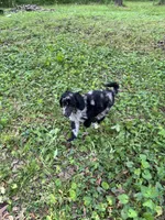 Porcsha – AKC Blue Merle Female Standard Poodle, a female Poodle - Standard  for sale in Calhoun, GA – Photo 6 of 7