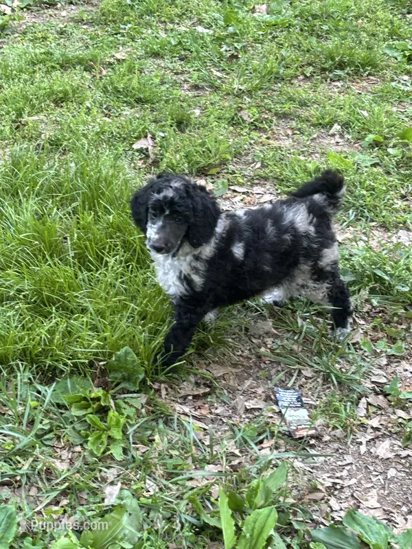 Porcsha – AKC Blue Merle Female Standard Poodle – Poodle - Standard  puppy for sale in Calhoun, GA