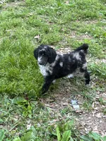 Porcsha – AKC Blue Merle Female Standard Poodle, a female Poodle - Standard  for sale in Calhoun, GA – Photo 1 of 7
