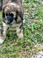 Aston – AKC Sable Male Standard Poodle , a male Poodle - Standard  for sale in Calhoun, GA – Photo 2 of 5