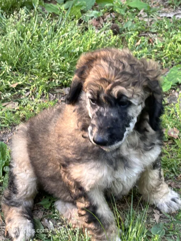 Aston – AKC Sable Male Standard Poodle  – Poodle - Standard  puppy for sale in Calhoun, GA
