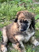 Aston – AKC Sable Male Standard Poodle , a male Poodle - Standard  for sale in Calhoun, GA – Photo 1 of 5