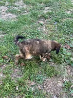 Aston – AKC Sable Male Standard Poodle , a male Poodle - Standard  for sale in Calhoun, GA – Photo 4 of 5